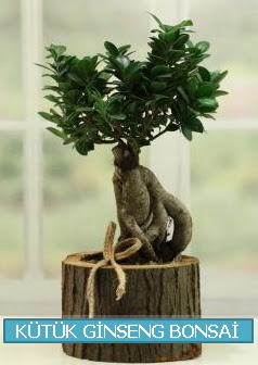 Ktk aa ierisinde ginseng bonsai  orum iek gnderme 