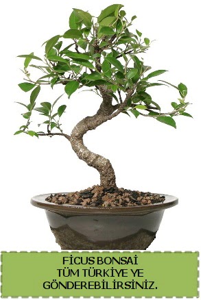 Ficus bonsai  orum iek gnderme 