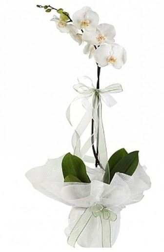 Tekli Beyaz Orkide  orum iek siparii sitesi 