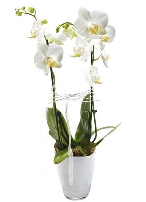 2 dall beyaz seramik beyaz orkide sakss  orum iek gnderme 