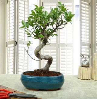 Amazing Bonsai Ficus S thal  orum online iek gnderme sipari 
