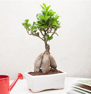 Exotic Ficus Bonsai ginseng  orum kaliteli taze ve ucuz iekler 