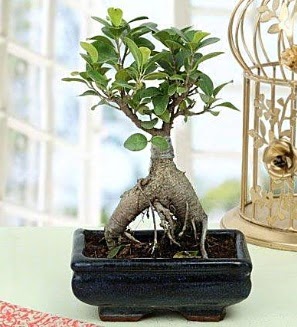 Appealing Ficus Ginseng Bonsai  orum iek online iek siparii 