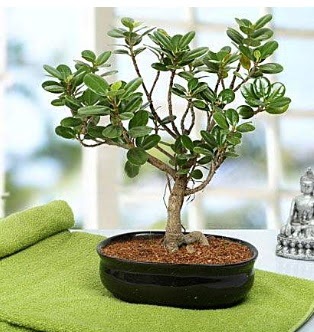 Lovely Ficus Iceland Bonsai  orum iek online iek siparii 