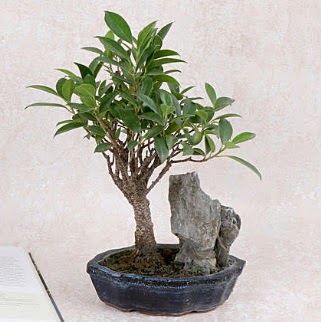 Japon aac Evergreen Ficus Bonsai  orum iek gnderme 