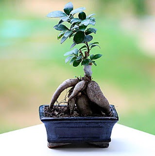 Marvellous Ficus Microcarpa ginseng bonsai  orum cicek , cicekci 