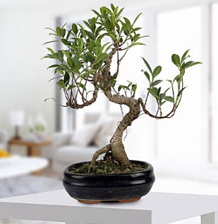 Gorgeous Ficus S shaped japon bonsai  orum iek yolla , iek gnder , ieki  