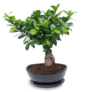 Ginseng bonsai aac zel ithal rn  orum internetten iek siparii 