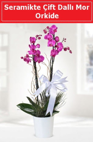 Seramikte Çift Dallı Mor Orkide  Çorum çiçek online çiçek siparişi 