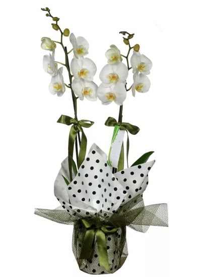 ift Dall Beyaz Orkide  orum hediye sevgilime hediye iek 