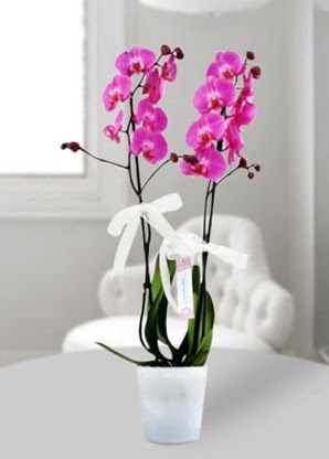 Çift dallı mor orkide  Çorum çiçek siparişi vermek 