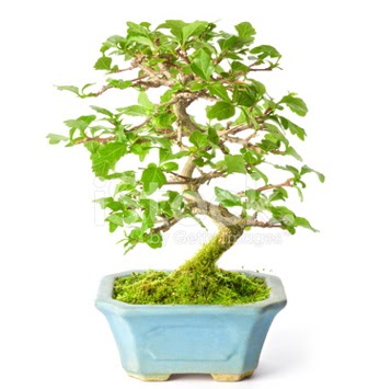 S zerkova bonsai ksa sreliine  orum iek yolla 