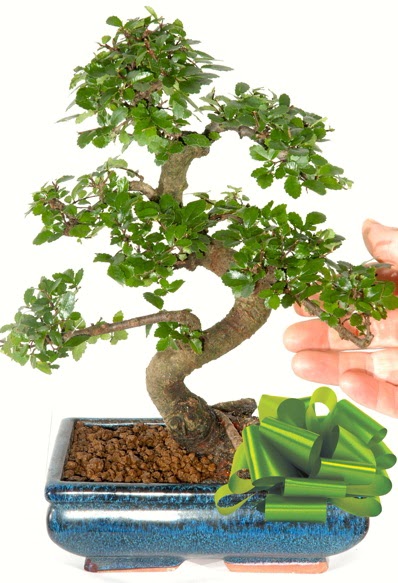 Yaklak 25 cm boyutlarnda S bonsai  orum iekiler 