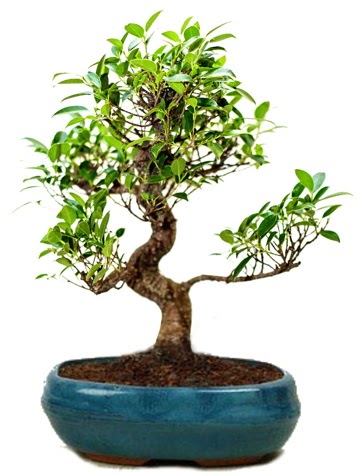 25 cm ile 30 cm aralığında Ficus S bonsai  Çorum çiçek gönderme 
