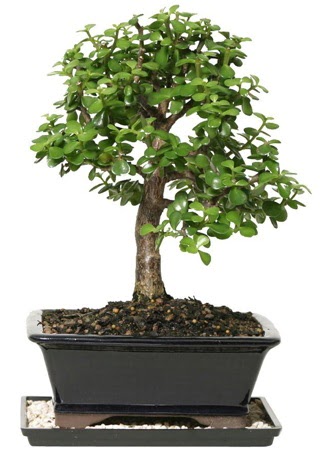 15 cm civar Zerkova bonsai bitkisi  orum iekiler 
