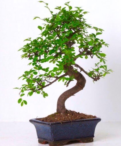 S gvdeli bonsai minyatr aa japon aac  orum iek gnderme 