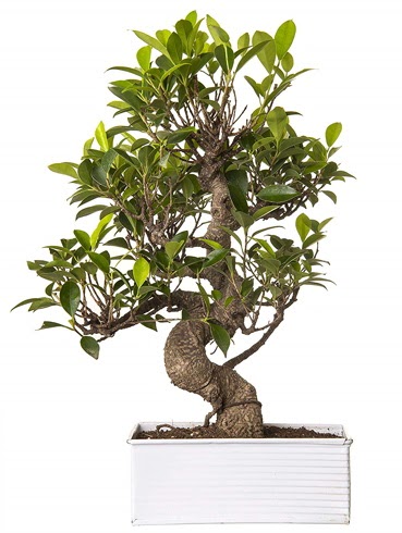 Exotic Green S Gvde 6 Year Ficus Bonsai  orum iek gnderme 