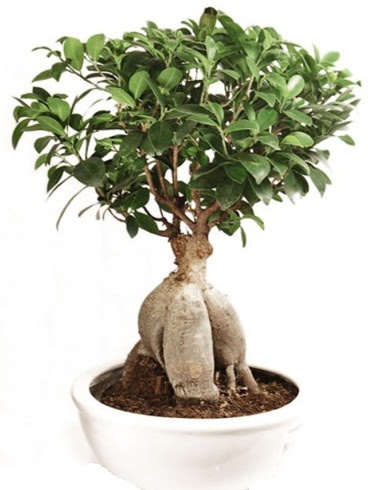 Ginseng bonsai japon aac ficus ginseng  orum iek yolla 