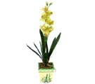 Özel Yapay Orkide Sari  Çorum çiçek gönderme sitemiz güvenlidir 