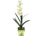 Özel Yapay Orkide Beyaz   Çorum İnternetten çiçek siparişi 