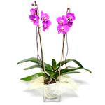  Çorum ucuz çiçek gönder  Cam yada mika vazo içerisinde  1 kök orkide