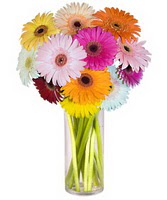  Çorum online çiçek gönderme sipariş  Farkli renklerde 15 adet gerbera çiçegi