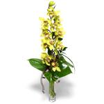  Çorum çiçek yolla  cam vazo içerisinde tek dal canli orkide