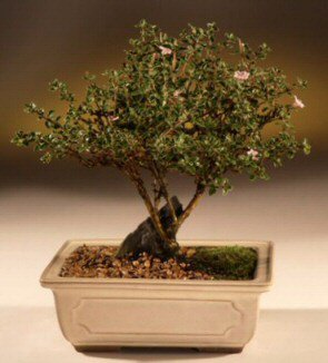 ithal bonsai saksi çiçegi  Çorum güvenli kaliteli hızlı çiçek 