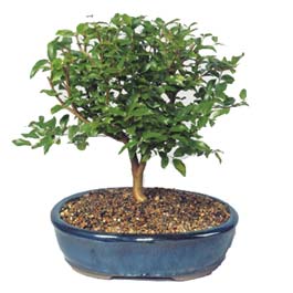  orum internetten iek sat  ithal bonsai saksi iegi  orum nternetten iek siparii 