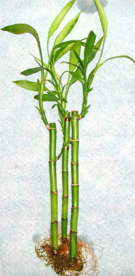 Lucky Bamboo 3 adet vazo hediye edilir   orum uluslararas iek gnderme 