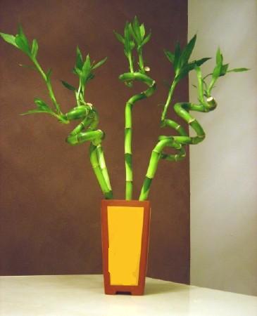 Lucky Bamboo 5 adet vazo ierisinde  orum internetten iek siparii 
