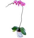  Çorum 14 şubat sevgililer günü çiçek  Orkide ithal kaliteli orkide 