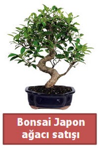 Japon ağacı bonsai satışı  Çorum çiçekçiler 