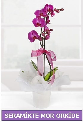 Seramik içerisinde birinci kalite tek dallı mor orkide  Çorum çiçek yolla 