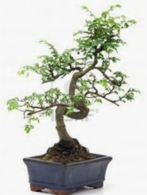 S gövde bonsai minyatür ağaç japon ağacı  Çorum ucuz çiçek gönder 